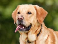 Hund groß